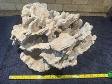 Real blue coral for sale  BRISTOL