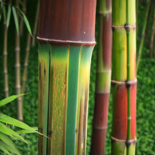 Bamboo seeds privacy for sale  Ravensdale