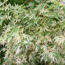 Acer palmatum butterfly d'occasion  Pouzauges