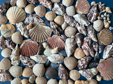 5kg große muscheln gebraucht kaufen  Deutschland