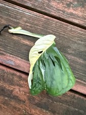 Rare houseplant monstera for sale  Campbellsville