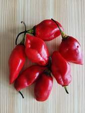 Graines piment végétarien d'occasion  Châteauroux