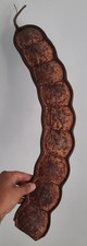 Curiosité taxidermie coquilla d'occasion  Montpellier-