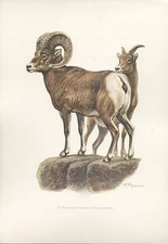 Mouflon canada color d'occasion  Expédié en Belgium