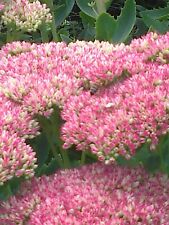 New pink sedum for sale  NEWTON ABBOT