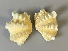 Tridacna squamosa fluted for sale  Milledgeville