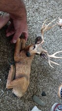 homco figurines for sale homco figurines for sale Snellville