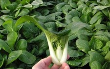 1000 pak choi for sale  Salem