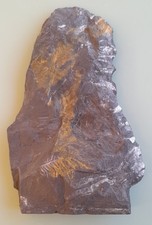 Piece fossilised slate for sale  BRIGHTON