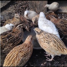 Best option quternix for sale  BARKING