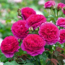 Gabriel englische rose gebraucht kaufen  Haselünne