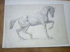 Cod. litografia cavallo usato  Bellizzi