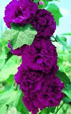 Chater violet double for sale  FERRYHILL
