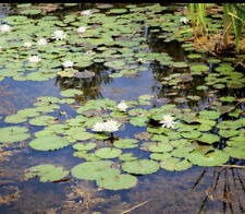 Hardy water lily for sale  Vidalia