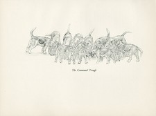 Beagle hounds feeding for sale  COLEFORD