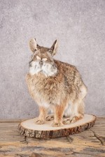 Cottontail rabbit sku for sale  Wrightstown