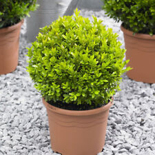 Pair topiary box for sale  PETERBOROUGH