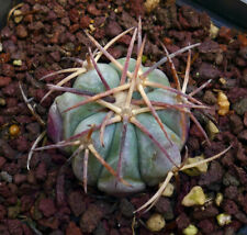 Echinocereus horizonthalonius  usato  Napoli