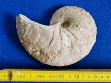 Nautilus gebraucht kaufen  Stuttgart