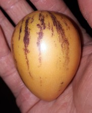 Pianta melone pepino usato  Putignano
