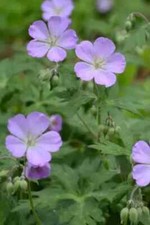 Geraniums bulbs wild for sale  Rock Island