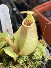 Nepenthes veitchii 2.5 for sale  Oliver Springs