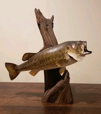 Vintage largemouth bass for sale  Burghill