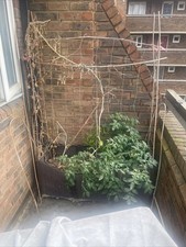 Garden planter trellis for sale  LONDON