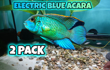 2pack electric blue for sale  Palm Beach Gardens