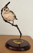 Cute little bird for sale  DEVIZES