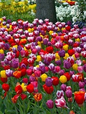 tulip bulbs for sale tulip bulbs for sale LEICESTER