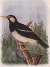 Indian birds. pied for sale  LONDON