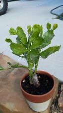 Brazilian prickly pear for sale  Cleveland