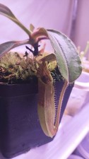 Nepenthes maxima wavy usato  Milano