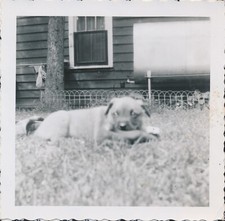 Snapshot vintage photo for sale  Arvada