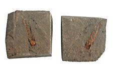 Devon crinoidea non gebraucht kaufen  Erlangen
