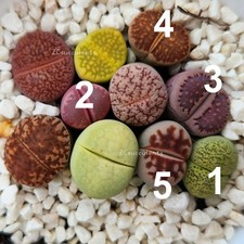 10pcs lithops salicola for sale  TUNBRIDGE WELLS