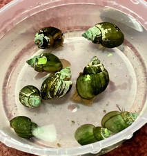Mystery snails wild for sale  Rhodes