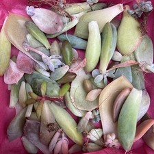 Succulent leaves bundle. for sale  DONCASTER