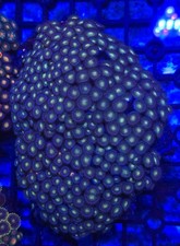 Large zoa colony for sale  UK