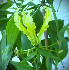 Gloriosa superba greenii gebraucht kaufen  Erfurt