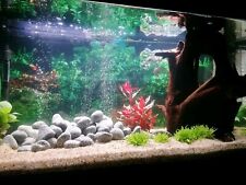 Aquarium komplett gebraucht gebraucht kaufen  Raubling