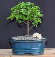 Barbados cherry bonsai for sale  Patchogue