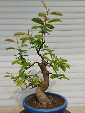 Bonsai pseudocydonia sinensis usato  Spedire a Italy