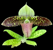 Rare paphiopedilum sukhakulii for sale  LONDON