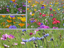 20qm blumenwiese 500 gebraucht kaufen  Öhringen