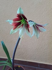 Hippeastrum lpn1 bukasovii usato  Bagnoregio