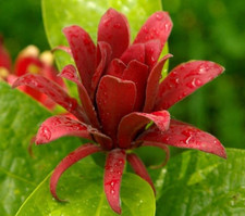 Sweet shrub live for sale  Mcminnville
