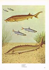 Sterlet smelt sturgeon for sale  DEREHAM
