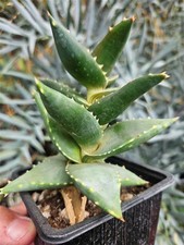 Aloe hellskloof bells for sale  Jurupa Valley
